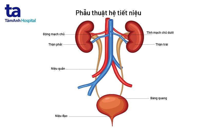 Sơ đồ hệ tiết niệu con người với các cơ quan thận, bàng quang, niệu đạo.