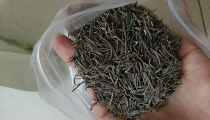 Lựa chọn hạt giống chất lượng cao để đảm bảo sự phát triển khỏe mạnh của cây hoa trên giàn