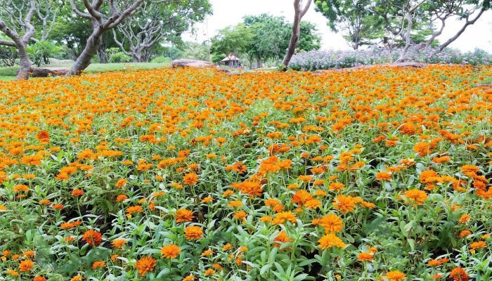 Kỹ thuật trồng cây con lên giàn, đảm bảo cây bám chắc và phát triển tối ưu cho giàn hoa
