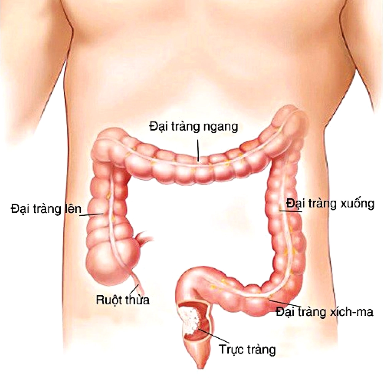 ai-trang-nam-o-au-giai-ap-chi-tiet-vi-tri-va-chuc-nang_605