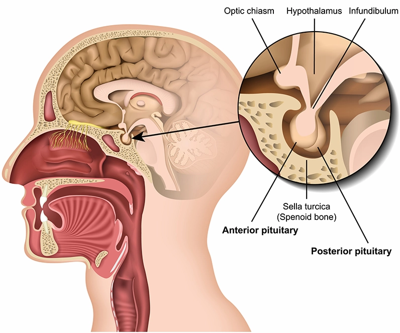 Tuyến Yên Nằm Ở Đâu? Khám Phá Chi Tiết Vị Trí Và Chức Năng Biểu đồ các hormone tuyến yên và chức năng