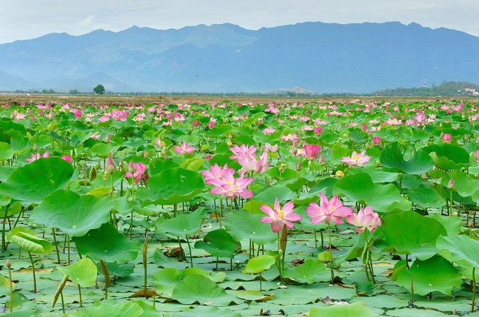 Tháp Mười: Khám Phá Di Sản Đồng Tháp Mười Cảnh quan thiên nhiên Đồng Tháp Mười