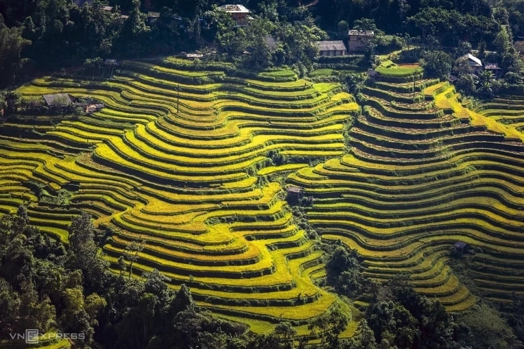 Cảnh sắc Hoàng Su Phì mùa lúa chín