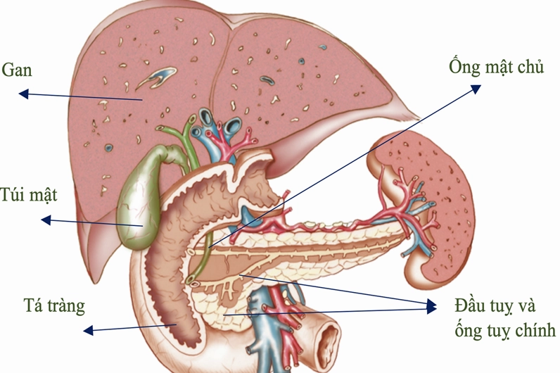 Cấu tạo chi tiết của tuyến tụy