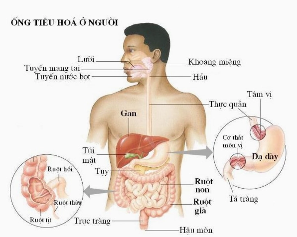 Cấu trúc đại tràng và ruột non