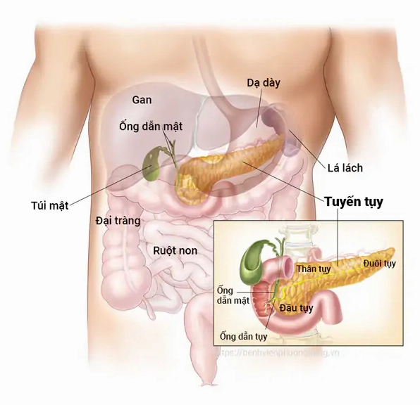 Chức năng tiêu hóa của tuyến tụy