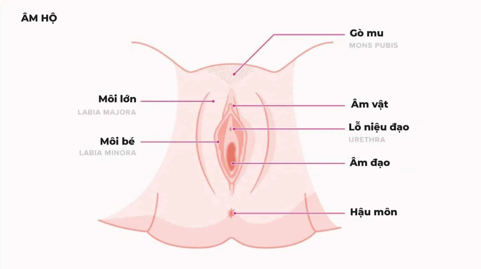 Cơ quan sinh dục nữ