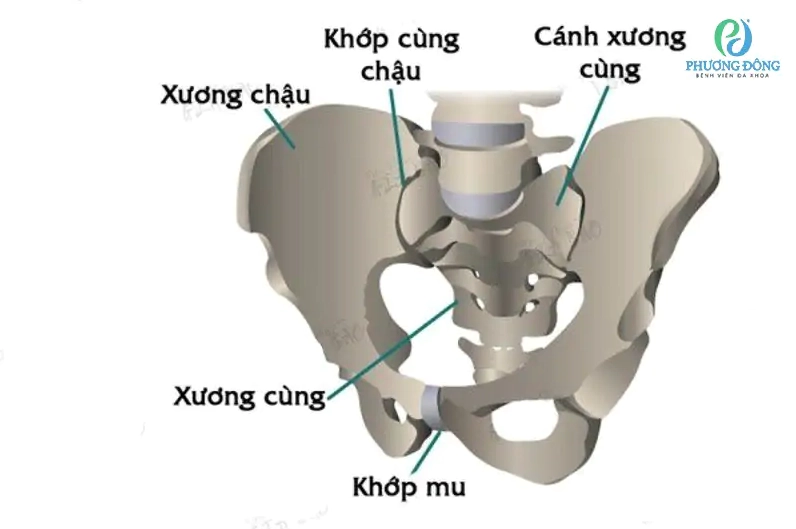 Giải phẫu xương chậu bao gồm xương mu