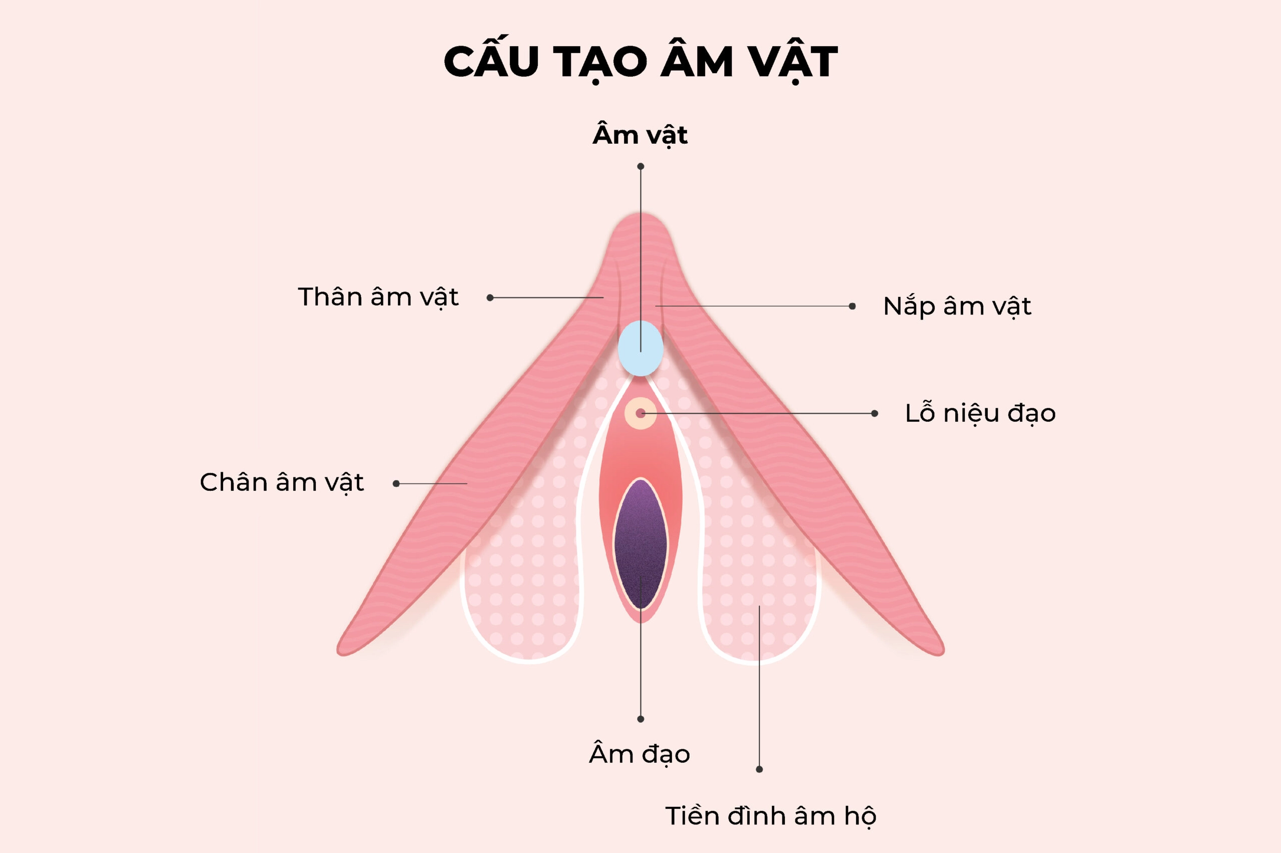 Hình ảnh minh họa bệnh lý tinh hoàn