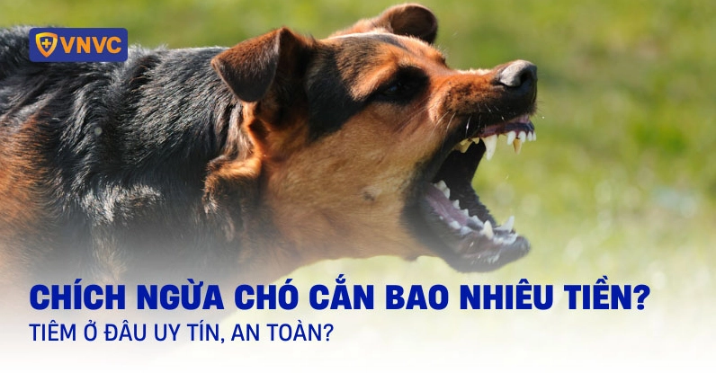 Chích Ngừa Chó Cắn Bao Nhiêu Tiền? Cập Nhật Giá 2026 Hình ảnh minh họa chi phí tiêm phòng chó cắn