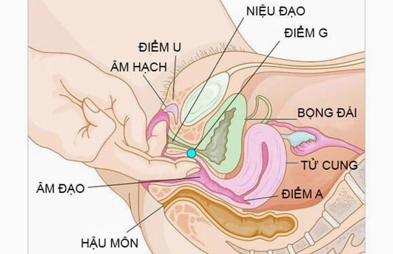 Hình ảnh minh họa điểm G của phụ nữ
