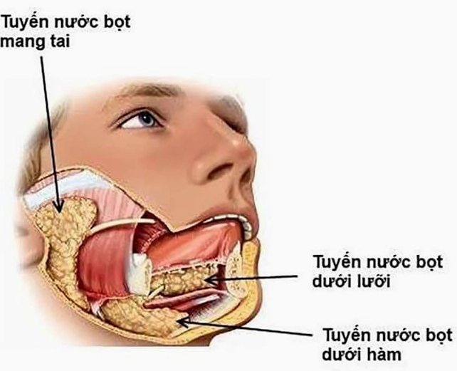Tuyến Nước Bọt: Chức Năng, Bệnh Lý Và Cách Chăm Sóc Toàn Diện 2026 Hình ảnh minh họa tuyến nước bọt mang tai