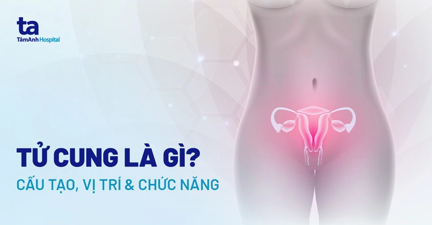 Hình ảnh minh họa vị trí tử cung trong cơ thể phụ nữ