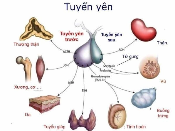 Tuyến Yên Nằm Ở Đâu? Khám Phá Chi Tiết Vị Trí Và Chức Năng Hình ảnh minh họa vị trí tuyến yên