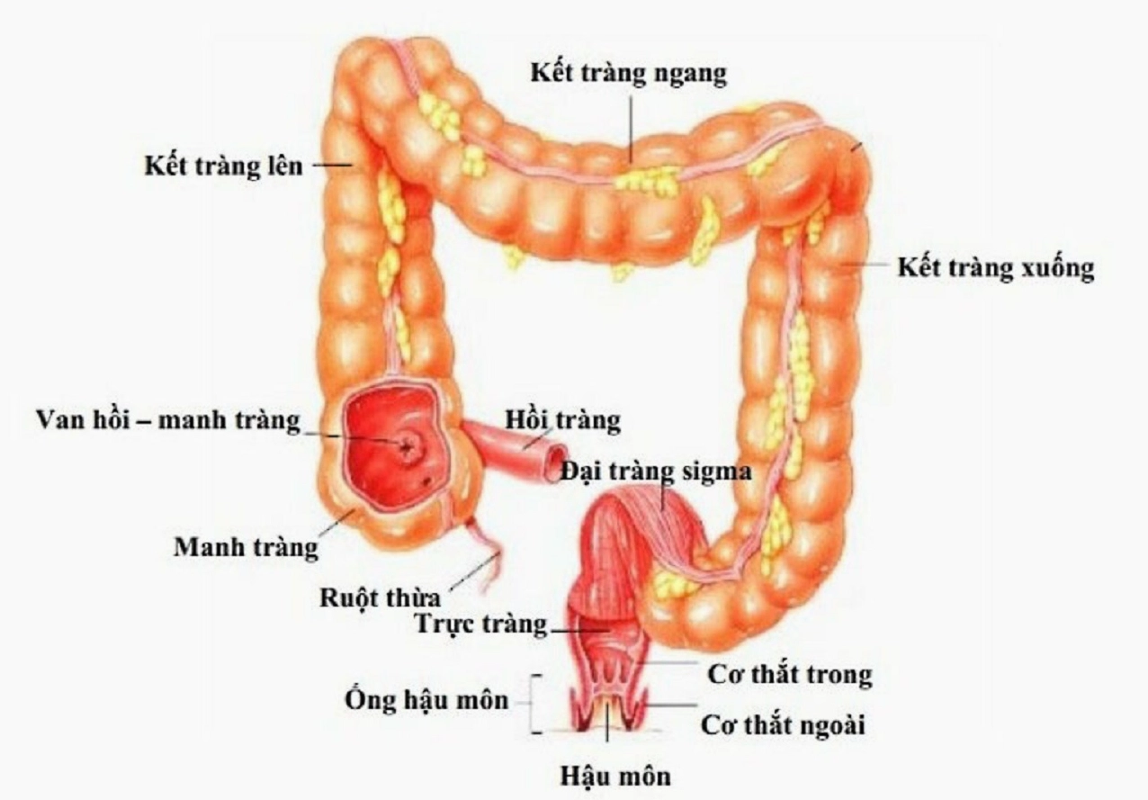 Hình ảnh nội soi chẩn đoán viêm hồi tràng