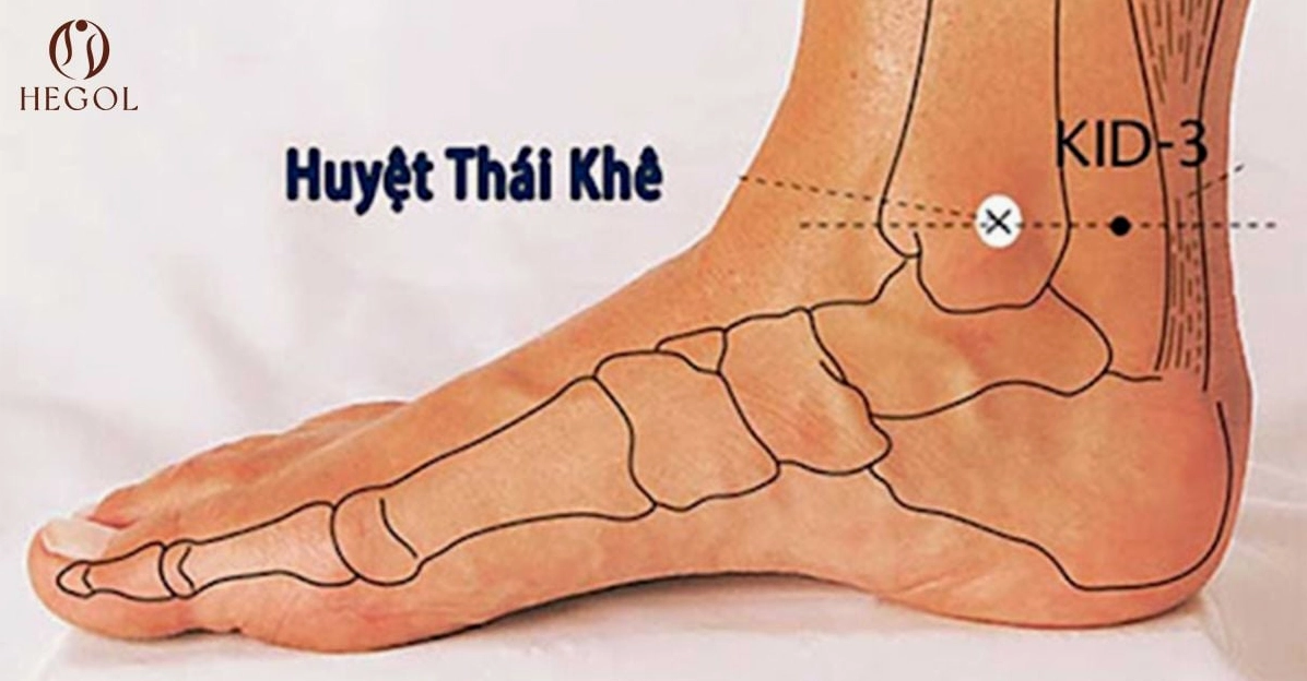 huyet-thai-khe-bi-an-va-cong-dung-tang-cuong-suc-khoe-2026_508