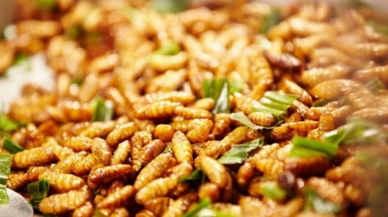 kham-pha-ac-san-yen-bai-tinh-hoa-am-thuc-nui-rung_895