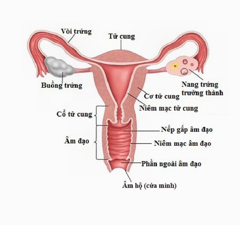 Khám phụ khoa định kỳ