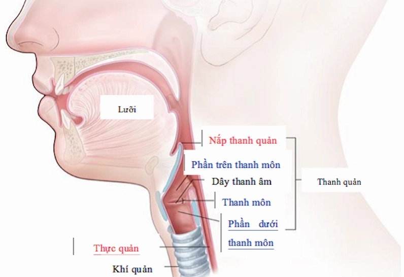Minh họa bệnh lý trào ngược dạ dày thực quản