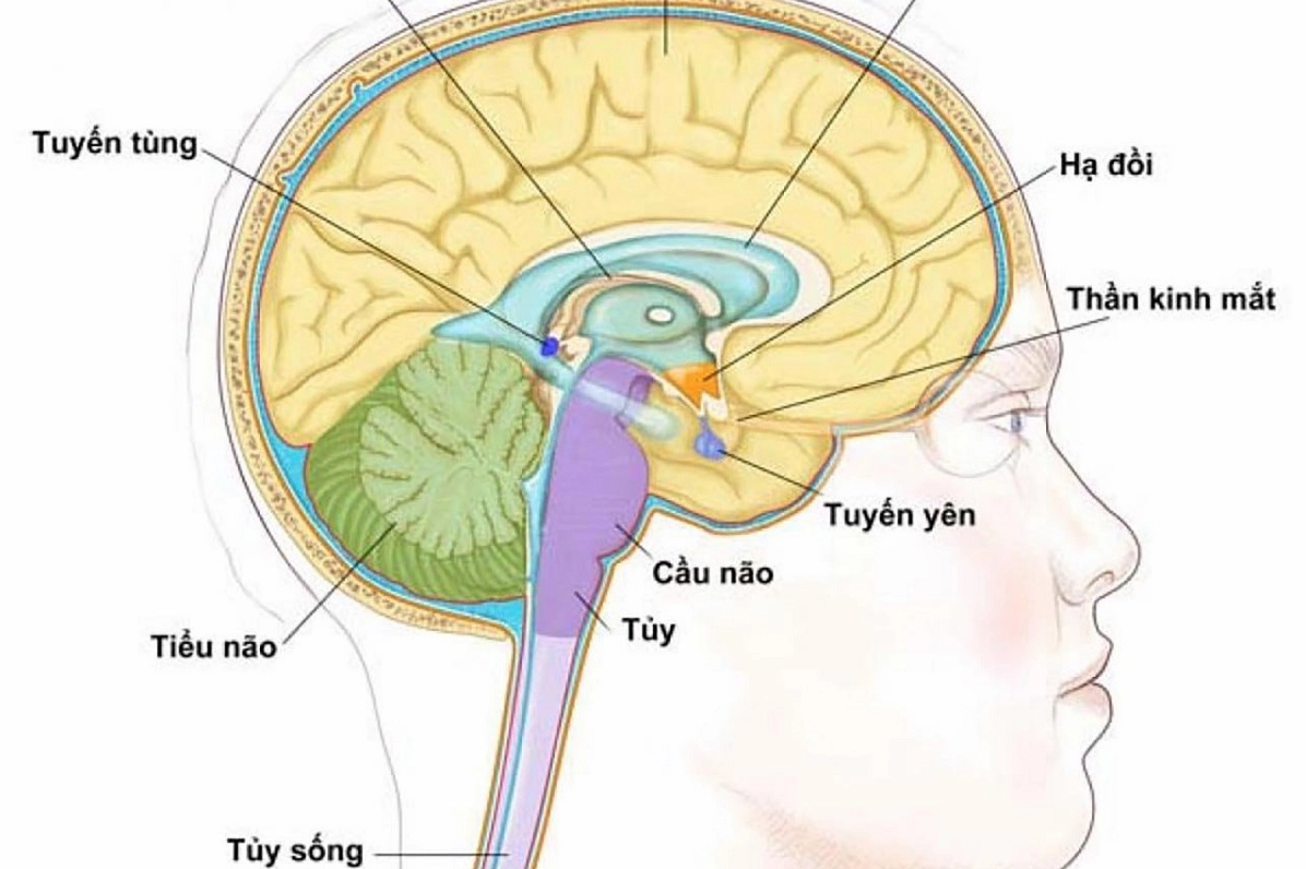 Tuyến Yên Nằm Ở Đâu? Khám Phá Chi Tiết Vị Trí Và Chức Năng Minh họa các bệnh lý tuyến yên