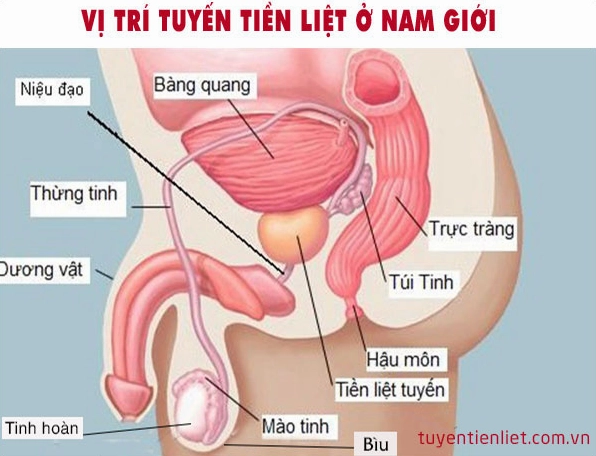 Tuyến Tiền Liệt Ở Đâu? Vị Trí, Chức Năng Và Cách Chăm Sóc Minh họa cấu trúc tế bào ung thư tuyến tiền liệt
