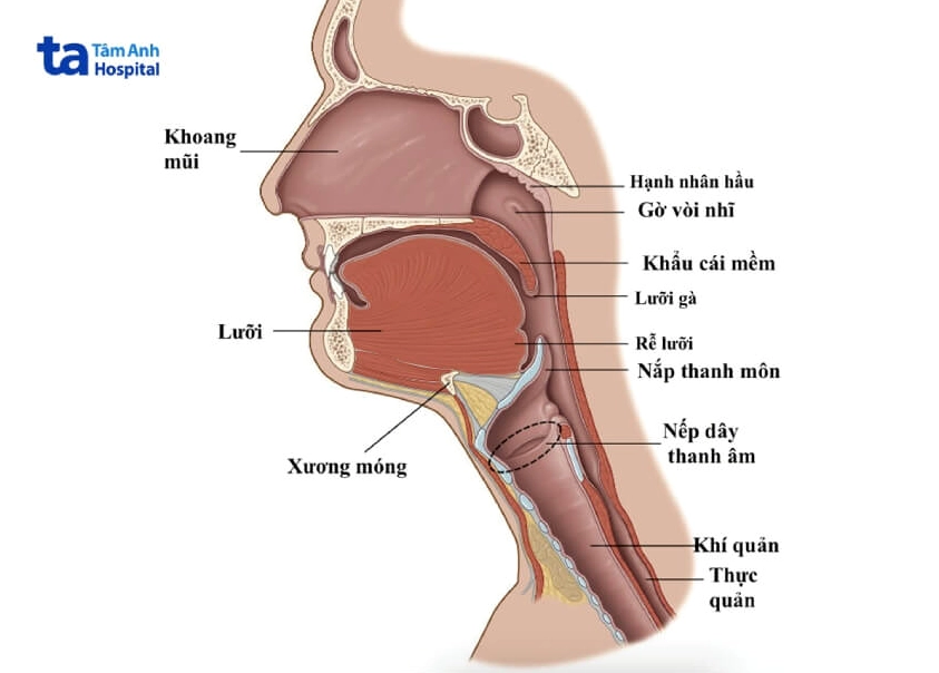 Thanh Quản: Cấu tạo, Chức năng và Bệnh lý thường gặp (2026) Minh họa giải phẫu thanh quản