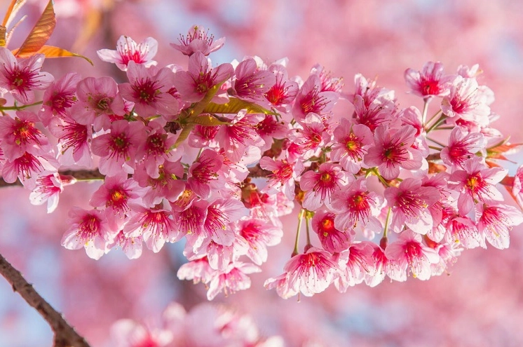 Người Nhật Bản ngắm hoa sakura trong lễ hội Hanami