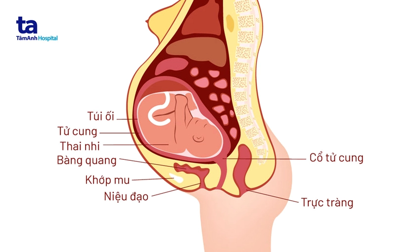 Phụ nữ mang thai và những thay đổi sinh lý