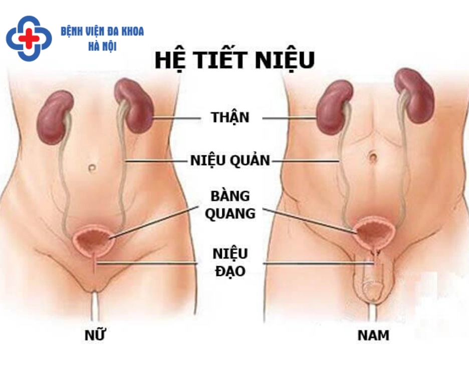 Khám Thận Ở Đâu Tốt? Hướng Dẫn Chi Tiết 2026 Siêu âm thận và đường tiết niệu