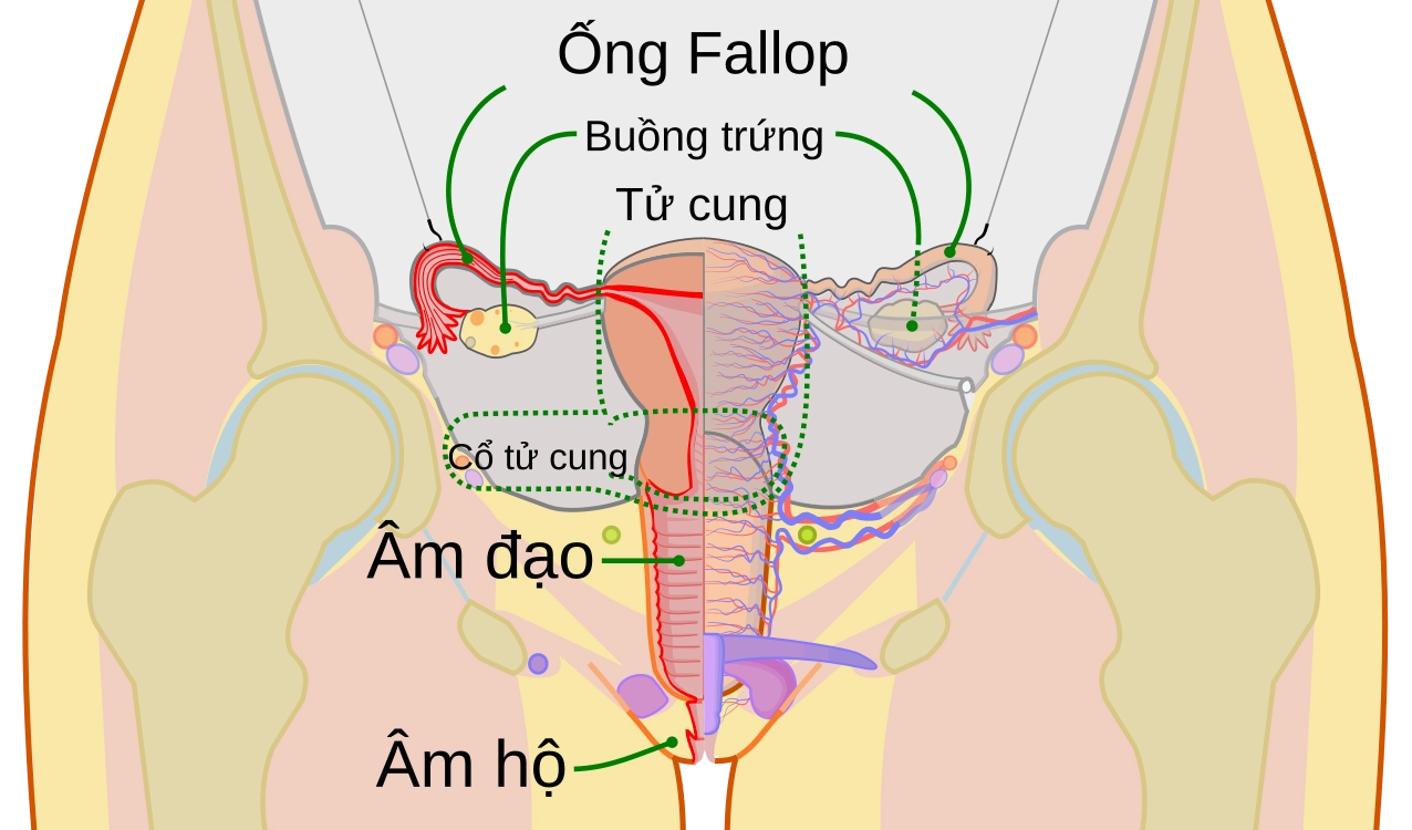 Sơ đồ hệ thống sinh sản nữ
