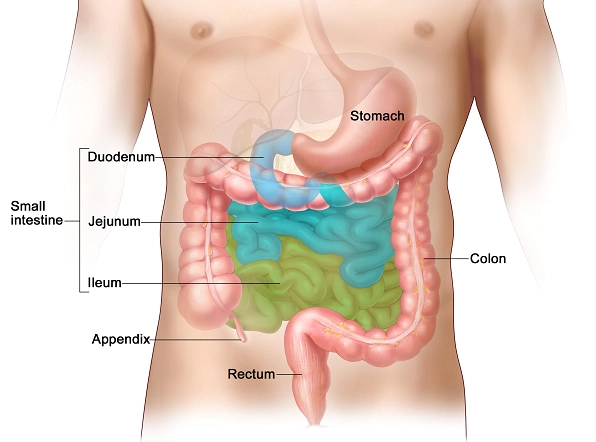 Sơ đồ vị trí các bộ phận tiêu hóa