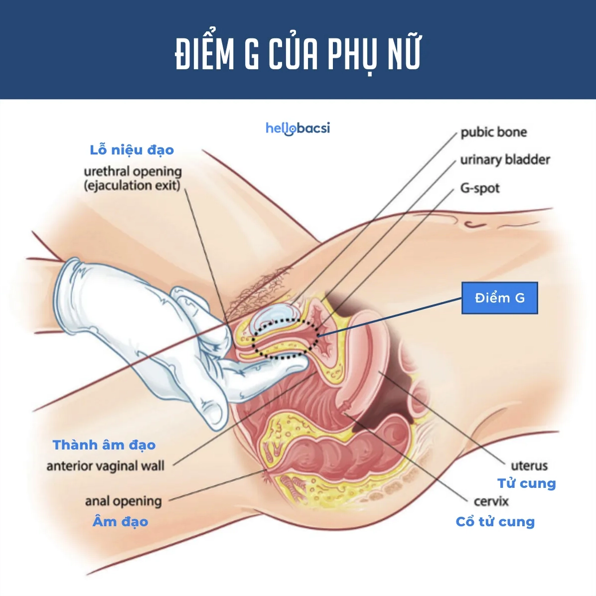 Sơ đồ vị trí điểm G trong cơ thể phụ nữ