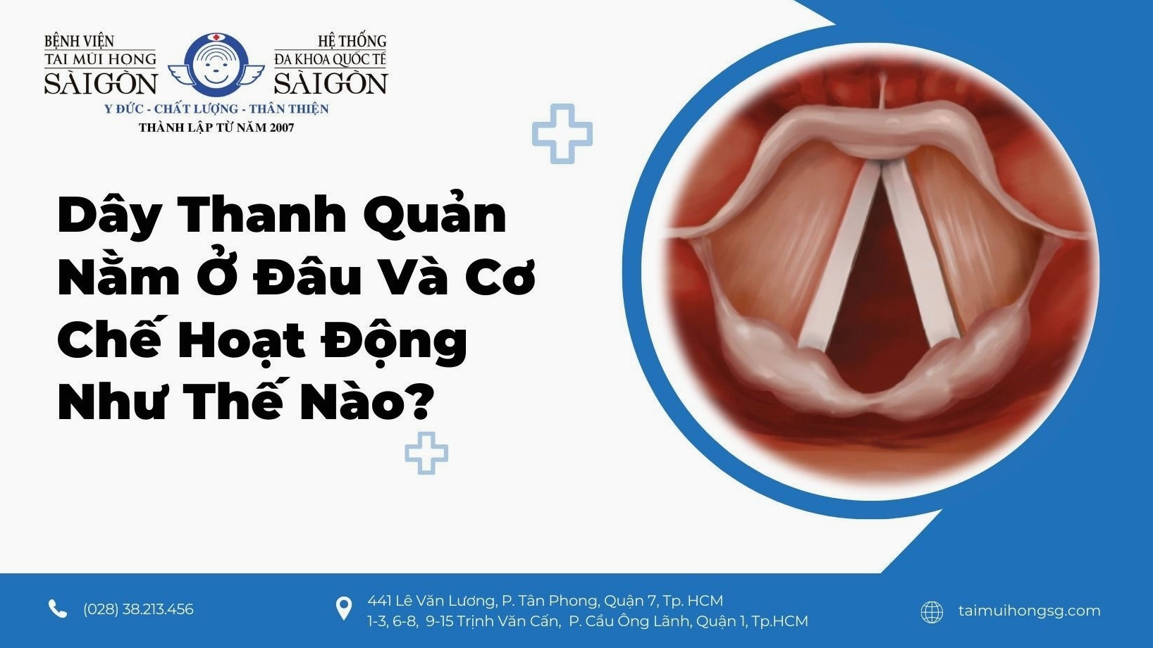thanh-quan-cau-tao-chuc-nang-va-benh-ly-thuong-gap-2026_531