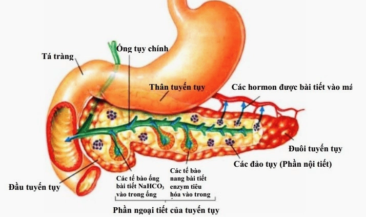 Tuyến tụy nội tiết và vai trò điều hòa đường huyết