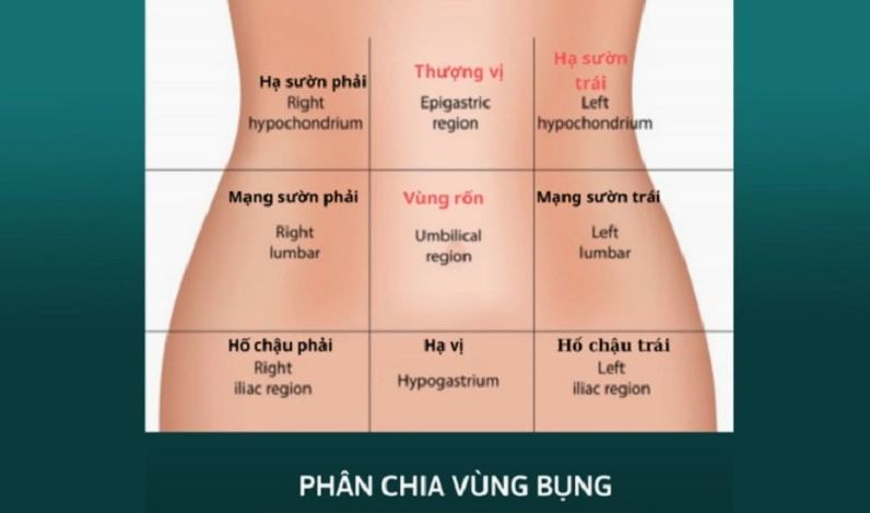 Thượng Vị: Vùng Đau Bụng Bí Ẩn và Cách Nhận Biết Chính Xác Năm 2026 Vị trí vùng thượng vị trên cơ thể